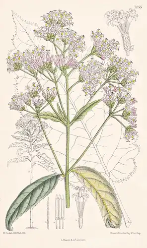 Vernonia Podocoma. Tab 7255 - Africa Afrika / Pflanze Planzen plant plants / flower flowers Blume Blumen / bot