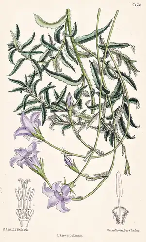 Wahlenbergia Undulata. Tab 7174 - South Africa Südafrika / Pflanze Planzen plant plants / flower flowers Blume