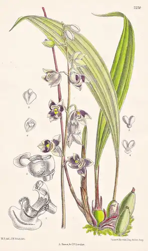 Aganisia Ionoptera. Tab 7270 - Peru / Orchidee orchid / Pflanze Planzen plant plants / flower flowers Blume Bl