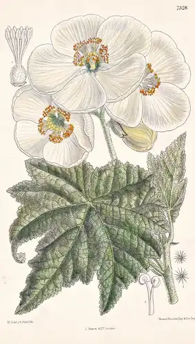 Abuliton Vitifolium. Tab 7328 - Chile / Pflanze Planzen plant plants / flower flowers Blume Blumen / botanical