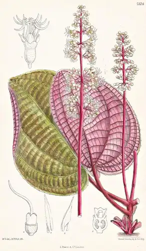 Allomorphia Griffithii. Tab 7324 - Malaysia / Pflanze Planzen plant plants / flower flowers Blume Blumen / bot
