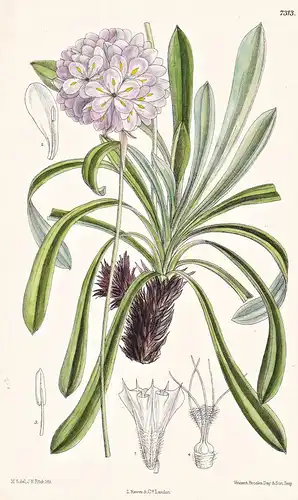 Armeria Latifolia. Tab 7313 - Portugal / Pflanze Planzen plant plants / flower flowers Blume Blumen / botanica