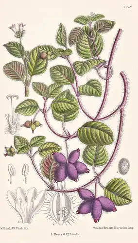Coccocypselum Hirsutum. Tab 7278 - Mexico Mexiko America Amerika Trinidad / Pflanze Planzen plant plants / flo