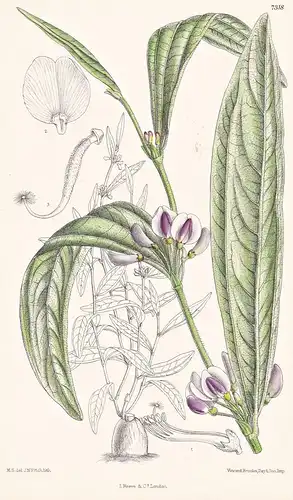 Dolichos Simplicifolius. Tab 7318 - Africa Afrika / Pflanze Planzen plant plants / flower flowers Blume Blumen