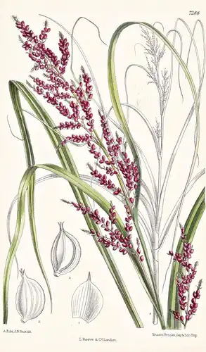 Carex Baccans. Tab 7288 - Asia Asien / Pflanze Planzen plant plants / flower flowers Blume Blumen / botanical