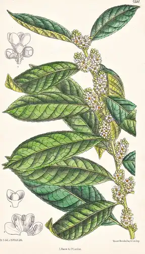 Ilex Conocarpa. Tab 7310 - Brasil Brazil Brasilien / Pflanze Planzen plant plants / flower flowers Blume Blume