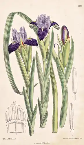 Iris Hookeriana. Tab 7276 - Himalaya / Pflanze Planzen plant plants / flower flowers Blume Blumen / botanical