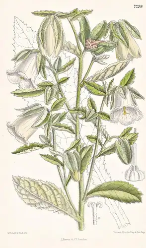Symphyandra Hofmanni. Tab 7298 - Bosnia Bosnien / Pflanze Planzen plant plants / flower flowers Blume Blumen /