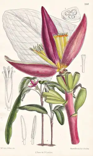 Musa Mannii. Tab 7311 - Assam / Pflanze Planzen plant plants / flower flowers Blume Blumen / botanical Botanik