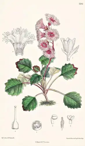 Schizocodon Soldanelloides. Tab 7316 - Japan / Pflanze Planzen plant plants / flower flowers Blume Blumen / bo