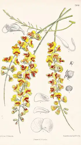 Sphaerolobium Grandiflorum. Tab 7308 - Australia Australien / Pflanze Planzen plant plants / flower flowers Bl