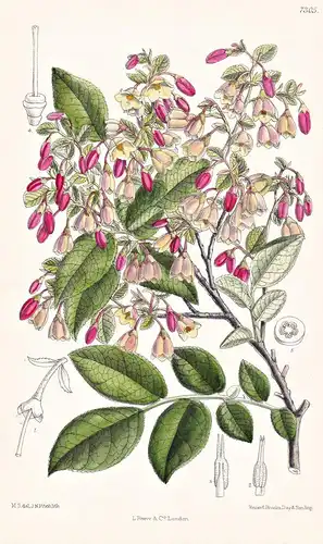 Vaccinium Padifolium. Tab 7305 - Madeira / Pflanze Planzen plant plants / flower flowers Blume Blumen / botani