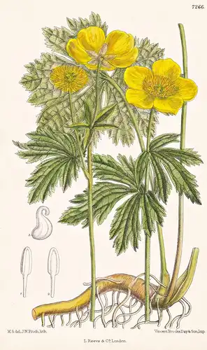 Ranunculus Carpaticus. Tab 7266 - Transylvania Transylvanien / Pflanze Planzen plant plants / flower flowers B