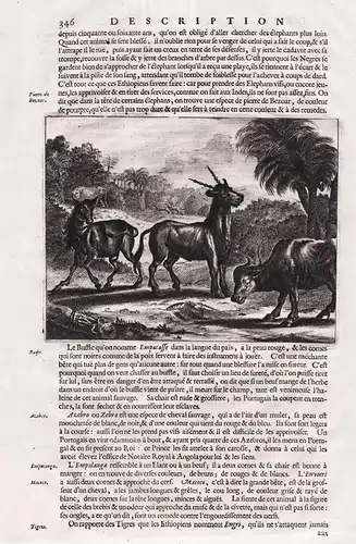 (Büffel / buffalo / Zebra) - African animals / Africa Afrika Afrique (346)