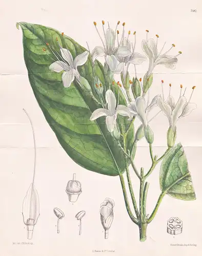 Faradaya Splendida. Tab 7187 - Australia Australien / Pflanze Planzen plant plants / flower flowers Blume Blum