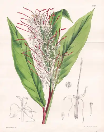 Hedychium Gracile. Tab 6638 - Himalaya / Pflanze Planzen plant plants / flower flowers Blume Blumen / botanica