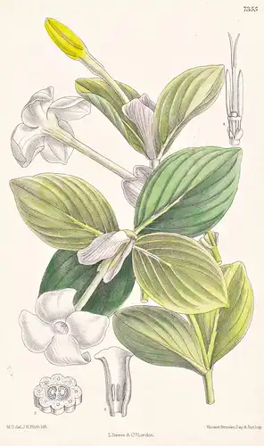 Hillia Tetrandra. Tab 7355 - Jamaica Jamaika Cuba Kuba Mexico Mexiko / Pflanze Planzen plant plants / flower f