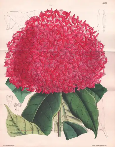 Ixora Macrothyrsa. Tab 6853 - Malaysia / Pflanze Planzen plant plants / flower flowers Blume Blumen / botanica