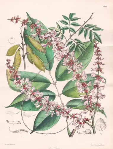 Lonchocarpus Barteri. Tab 6943 - Africa Afrika / Pflanze Planzen plant plants / flower flowers Blume Blumen /