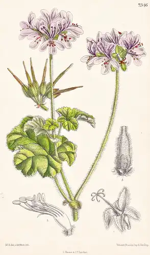 Pelargonium Drummondii. Tab 7346 - Australia Australien / Pflanze Planzen plant plants / flower flowers Blume