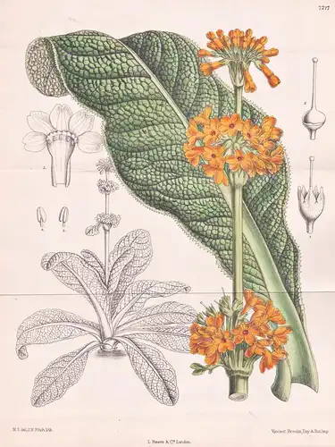 Primula Imperialis. Tab 7217 - Java / Pflanze Planzen plant plants / flower flowers Blume Blumen / botanical B