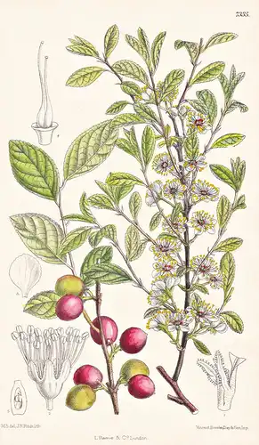 Prunus Humilis. Tab 7335 - China / Pflanze Planzen plant plants / flower flowers Blume Blumen / botanical Bota