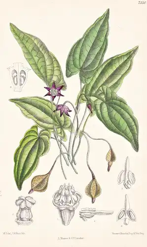 Trichopus Zeylanicus. Tab 7350 - Sri Lanka / Pflanze Planzen plant plants / flower flowers Blume Blumen / bota