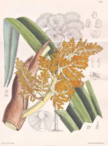 Trachycarpus Khasyanus. Tab 7128 - Bengal Burma / Pflanze Planzen plant plants / flower flowers Blume Blumen /