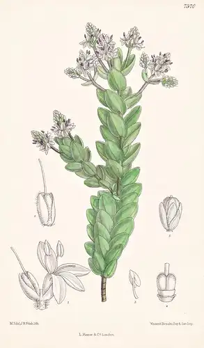 Veronica Amplexicaulis. Tab 7370 - New Zealand Neuseeland / Pflanze Planzen plant plants / flower flowers Blum