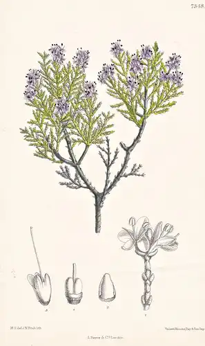 Veronica Cupressoides. Tab 7348 - New Zealand Neuseeland / Pflanze Planzen plant plants / flower flowers Blume