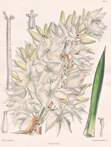 Yucca Filifera. Tab 7197 - Mexico Mexiko / Pflanze Planzen plant plants / flower flowers Blume Blumen / botani