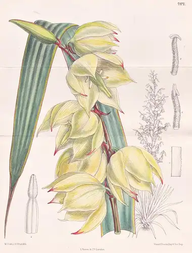 Yucca Rupicola. Tab 7172 - Mexico Mexiko America Amerika / Pflanze Planzen plant plants / flower flowers Blume