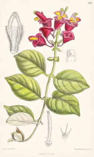 Aeschynanthus Obconica. Tab 7336 - Malayan Peninsula Malaiische Halbinsel / Pflanze Planzen plant plants / flo