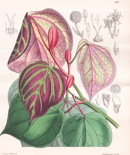 Bucklandia Populnea. Tab 6507 - Himalaya / Pflanze Planzen plant plants / flower flowers Blume Blumen / botani