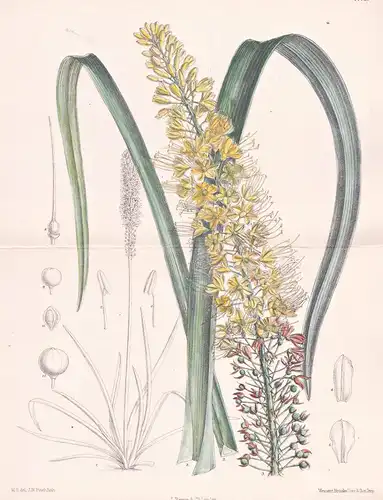 Eremurus Aurantiacus. Tab 7113 - Asia Asien / Pflanze Planzen plant plants / flower flowers Blume Blumen / bot