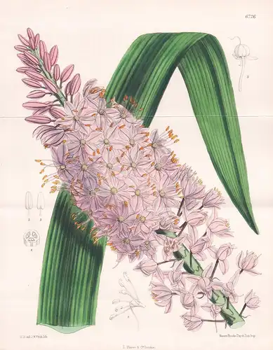 Eremurus Robustus. Tab 6726 - Asia Asien / Pflanze Planzen plant plants / flower flowers Blume Blumen / botani
