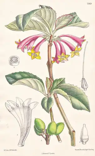 Dermatobotrys Saundersii. Tab 7369 - Natal / Pflanze Planzen plant plants / flower flowers Blume Blumen / bota