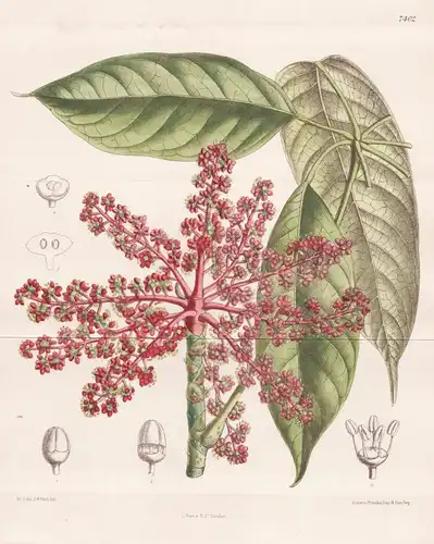 Heptaleurum Venulosum, var. erythrostachys. Tab 7402 - Asia Asien / Pflanze Planzen plant plants / flower flow