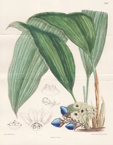 Lourya Campanulata. Tab 7482 - China /  Pflanze Planzen plant plants / flower flowers Blume Blumen / botanical