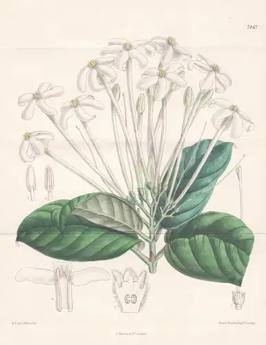 Posoqueria Macropus. Tab 7467 - Brasil Brazil Brasilien /  Pflanze Planzen plant plants / flower flowers Blume