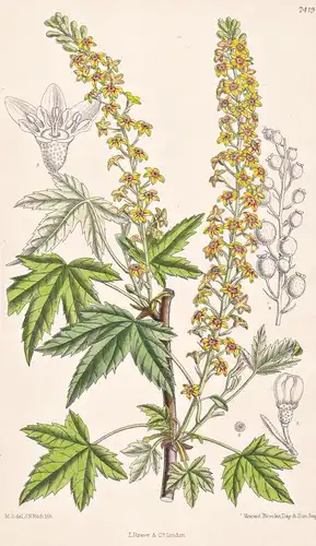 Ribes Bracteosum. Tab 7419 - North America Nordamerika / Pflanze Planzen plant plants / flower flowers Blume B