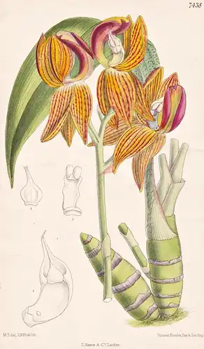 Mormodes Rolfeanum. Tab 7438 - Peru / Pflanze Planzen plant plants / flower flowers Blume Blumen / botanical B