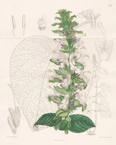 Salvia Macrostachya. Tab 7372 - Ecuador / Pflanze Planzen plant plants / flower flowers Blume Blumen / botanic