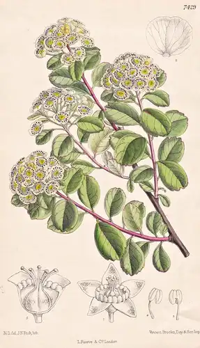 Spiraea Bracteata. Tab 7429 - Japan / Pflanze Planzen plant plants / flower flowers Blume Blumen / botanical B