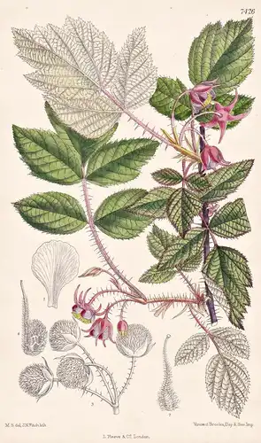 Rubus Lasiostylus. Tab 7426 - China / Pflanze Planzen plant plants / flower flowers Blume Blumen / botanical B