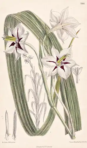 Acidanthera Aequinoctialis. Tab 7393 - Sierra Leone / Pflanze Planzen plant plants / flower flowers Blume Blum