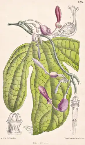 Aristolochia Ungulifolia. Tab 7424 - Borneo / Pflanze Planzen plant plants / flower flowers Blume Blumen / bot