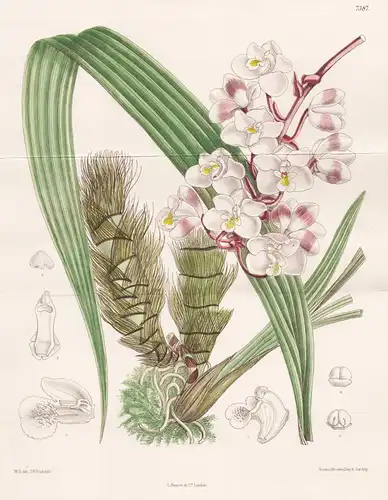 Eulophiella Elizabethae. Tab 7387 - Madagascar / Orchidee orchid / Pflanze Planzen plant plants / flower flowe