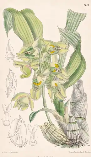Catasetum Lemosii. Tab 7444 - Brasil Brazil Brasilien / Orchidee orchid / Pflanze Planzen plant plants / flowe