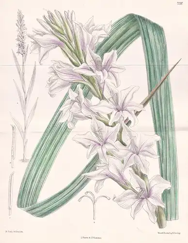 Gladiolus Oppositiflorus. Tab 7292 - Kaffraria / Pflanze Planzen plant plants / flower flowers Blume Blumen /
